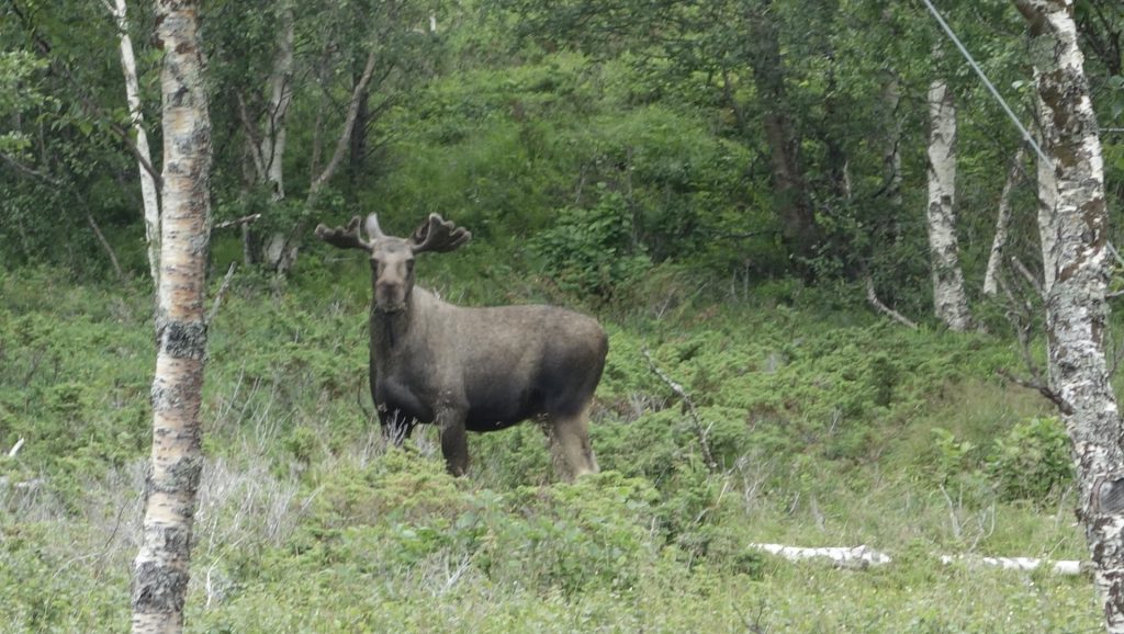 cicloturismo-alce-moose
