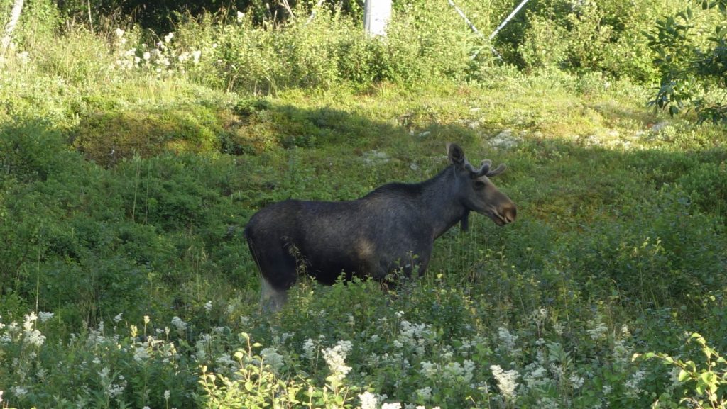 cicloturismo-moose-alce